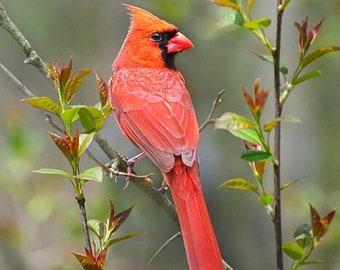 Bird Pictures Northern Cardinal Nature Photography, Cardinal Bird Fine Art Photography Print, Photos Of Birds Northern Cardinal Wall Art