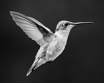 Black White Bird Prints Hummingbird Picture, Black And White Photography Nature Wall Art Prints, Black And White Fine Art Photography Prints