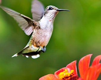 Colibri planant au-dessus d'une fleur d'oranger : impression de photographies d'art, art mural oiseau d'été