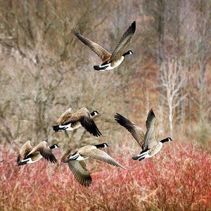 Canadian Geese Wall Art Photography Print: Birds in Flight, Spring Wildlife Nature Photo