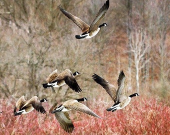Canadian Geese Wall Art Photography Print: Birds in Flight, Spring Wildlife Nature Photo