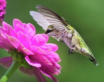 Puede incluir: Un colibrí se cierne cerca de una vibrante flor de zinnia rosa, con las alas extendidas. Las plumas del ave muestran tonos de verde y blanco, contrastando con los brillantes pétalos de la flor. El fondo es de un verde suave.