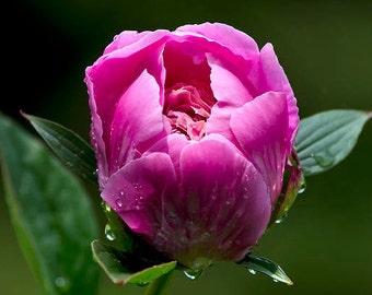 Peony Flower Photo Print: Pink Botanical Nature Photography, Living Room Wall Art