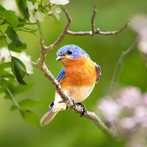 Eastern Bluebird Photo Print: Spring Wildlife Wall Art