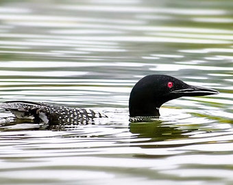 May include: A black and white loon swims in a lake. The bird has a black head with a red eye and a long, pointed beak. Its back is patterned with white spots. The water's surface reflects the sky and surrounding foliage.