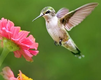 Impression photo colibri et fleurs de zinnia : photographie animalière, art mural chalet d'été