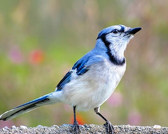 Blue Jay Bird Fine Art Photography Print: Nature Photo, Birdwatcher Wall Art