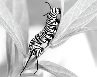 Black and White Monarch Caterpillar Photo Print: Nature Photography, Minimalist Wall Art