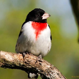 Rose Breasted Grosbeak Bird Photo Print: Fine Art Nature Photography Bird Lovers Wall Decor