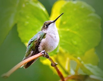 Hummingbird Photography Bird Print, Fine Art Photography Prints Hummingbird Photo, Nature Prints Pictures of Birds Hummingbird Picture