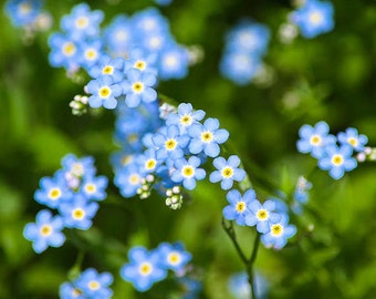 Forget Me Not Flower Photography: Cottage Chic Floral Wall Art Print