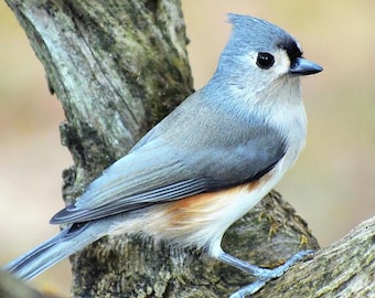 May include: A Tufted Titmouse bird perched on a tree branch. The bird has a gray body, a white belly, and a distinctive tuft of feathers on its head. The bird is captured in a natural setting, with a blurred background.