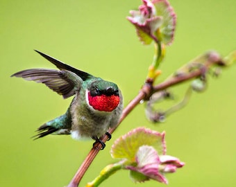 Hummingbird Gift Male Hummingbird Nature Photography, Bird Photo Hummingbird Art, Fine Art Photography Nature Pictures