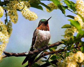 Bird Photo Hummingbird Gift Nature Photography Hummingbird And Flowers, Fine Art Photography Hummingbird Photo Print Picture Of Hummingbird