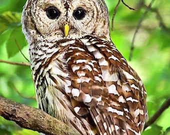 Barred Owl Photo Print: Woodland Forest Bird, Wildlife Photography Rustic Wall Art