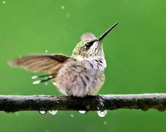 Cute Hummingbird Print Bird Photography Wildlife Pictures, Fine Art Photography Nature Print Hummingbird Art, Ruby Throated Hummingbird