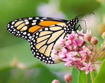 Monarch Butterfly Print Butterfly Photography, Nature Prints Butterfly Wall Art Gift Monarch Butterfly, Fine Art Photography Nature Pictures