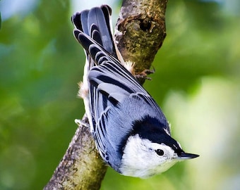 Nuthatch Bird Print Nature Photography, Bird Lover Songbird Wall Art Bird Photography, Birdwatching Gifts Fine Art Photography Nature Print