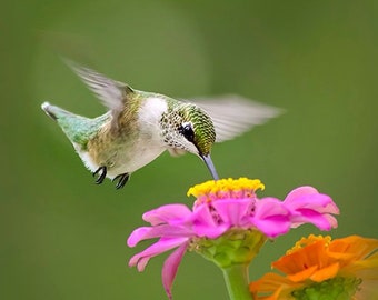 Bird Photography Hummingbird Art Ruby Throated Hummingbird, Fine Art Photography Prints Pictures of Birds, Vertical Wall Art Nature Gift