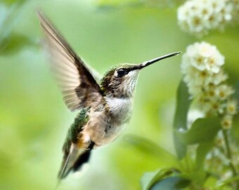 Hummingbird Photo Print: Nature Photography, Green Bird & White Flowers Wall Art