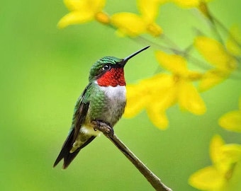 Nature Photo Hummingbird Art Fine Art Photography, Hummingbird Picture Bird Photo Print, Summer Hummingbird In Flight Bird Print Wall Art