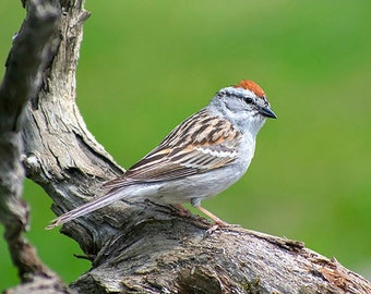 Sparrow Bird Photo Bird Lover Gift Fine Art Photography Print, Bird Pictures Chipping Sparrow Animal Portrait Wildlife Wall Art Print