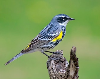 Bird Print Warbler Photo Yellow Rumped Warbler Print, Fine Art Photography Birding Gifts Wildlife Wall Art, Nature Pictures Songbird Print