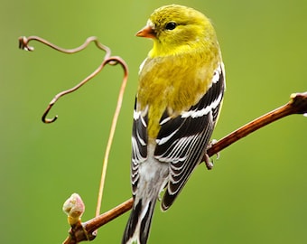 Goldfinch Art Print American Goldfinch Bird Photo, Pictures of Birds Wildlife Photography, Nature Art Gifts Fine Art Photography Prints