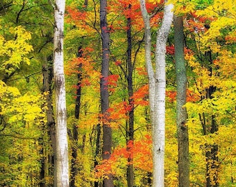 Fall Foliage Forest Landscape Photography Print: Colorful Autumn Trees, Country Farmhouse Wall Art
