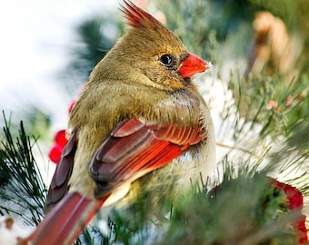 Cardinal Bird Photo Winter Bird Photography, Northern Cardinal Wall Art Bird Pictures, Christmas Gifts Fine Art Nature Photography Print