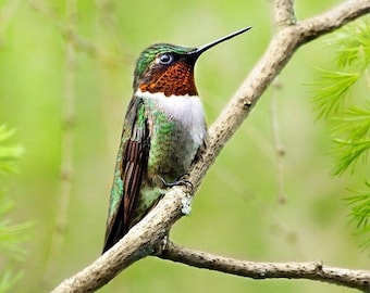 Puede incluir: Un pequeño colibrí verde y rojo posado en una rama con un fondo verde borroso.