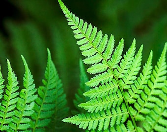 Green Fern Leaf Photography Print: Tropical Botanical Garden Wall Art Decor