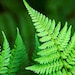 Fern Print Tropical Fern Art Botanical Art Print, Green Fern Leaves ...