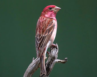 Purple Finch Print Finch Bird Photo, Pictures of Birds Wildlife Photography Bird Watching Gift, Nature Gifts Fine Art Photography Prints