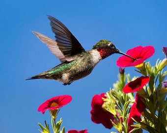 Fotografía de colibrí con flores: Foto de ave floral, arte mural de vida silvestre para el jardín.