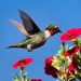 see more listings in the Hummingbird Prints section