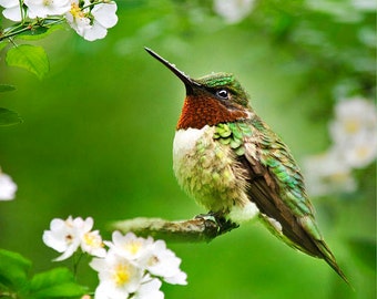 Bird Photography Hummingbird Art Fine Art Photography Print, Bird Art Gifts Hummingbird Print Green Wall Art, Humming bird With Flowers Gift