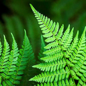 Green Fern Abstract