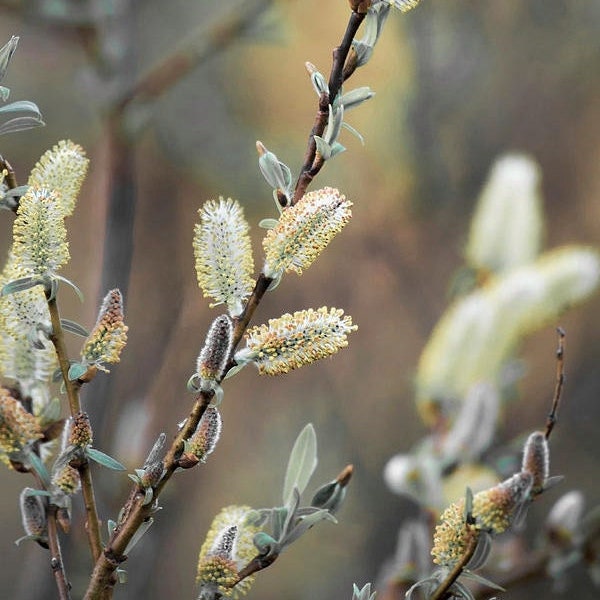 Pussy Willow Plant Print Nature Photography Spring Blooms, Botanical Wall Art Still Life Photo Print, Neutral Living Room Wall Decor