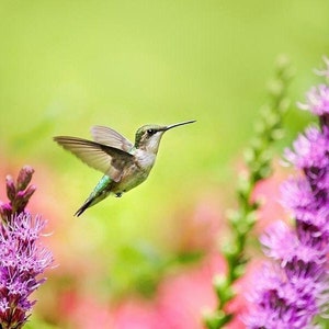 May include: A green and brown hummingbird hovers in flight, its wings blurred, against a background of pink and green flowers. The hummingbird has a long, thin beak and is facing to the right.
