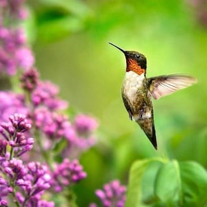 Hummingbird Print Nature Gifts, Bird Photography Hummingbird Bird Wall Art Decor, Hummingbird In Flight Fine Art Photography Wildlife Prints