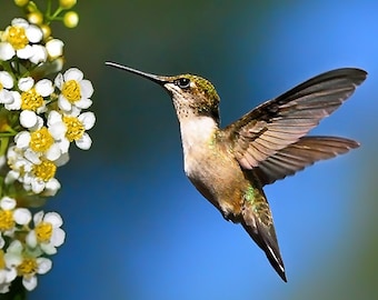 Hummingbird Hovering Photo Print: Bird And Flowers Wildlife Photography Wall Art