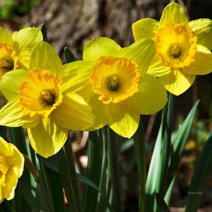 Daffodils Flower Print: Spring Nature Photography, Floral Wall Art