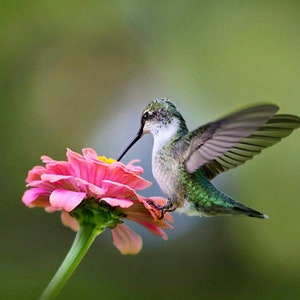 Humming bird Photography Hummingbird Gift, Fine Art Photography Bird Art Photography Print, Hummingbird And Flower Photo Bird Wall Art Print