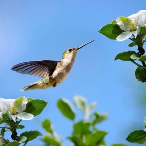Ruby Throated Hummingbird And Flowers