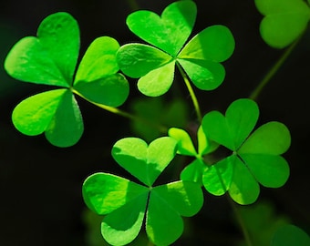 Shamrock Clover Leaves Print: Abstract Nature Photography, Botanical Wall Art