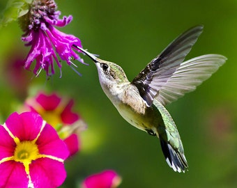 Fine Art Photography Hummingbird Photo Print, Hummingbird Art Bird Photography, Humming bird And Flowers Wall Art Decor Hummingbird Flying