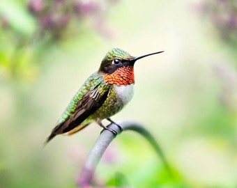 Hummingbird Photography Bird Wall Art, Fine Art Photography Cute Hummingbird Photo Print, Nature Photography Hummingbird Picture Bird Print