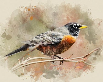 American Robin Watercolor Bird Fine Art Giclee Print: Rustic Vintage Style Wildlife Wall Decor