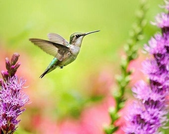 Nature Photography Hummingbird Art, Fine Art Photography Print Summer Hummingbird And Flowers, Bird Photography Hummingbird Wall Art Print